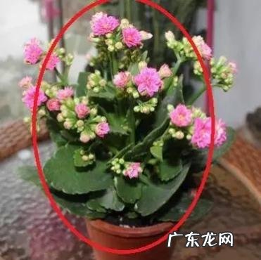 孕期养花风水好吗