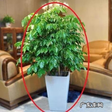 孕期养花风水好吗