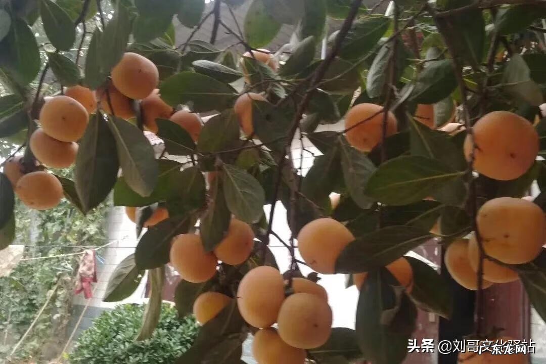 属龙住哪个方位房间好 看风水属龙人哪个方位好呢