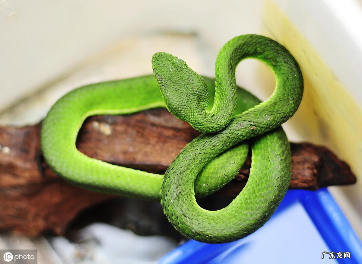 蛇的成语有哪些成语 蛇的成语有哪些