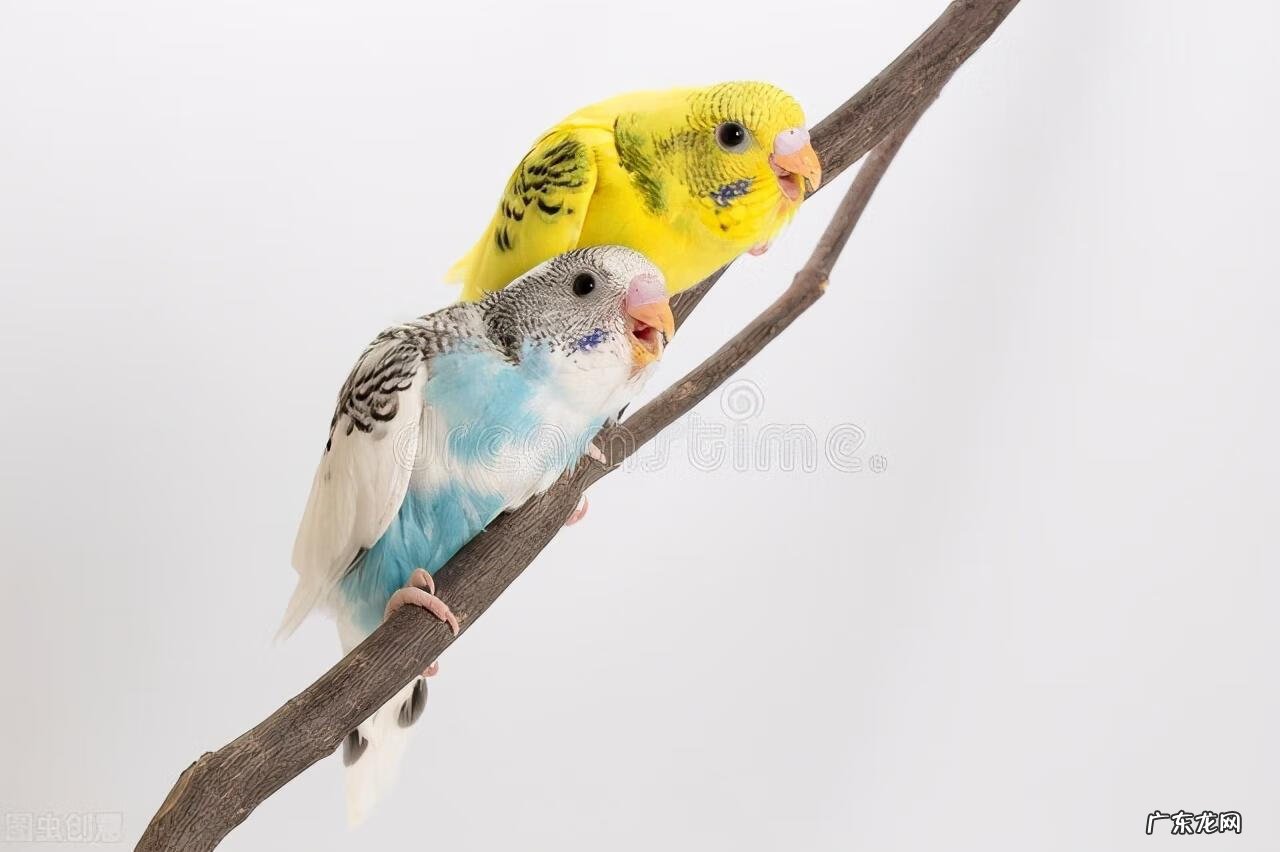 虎皮鹦鹉拉肚子能自愈吗 虎皮鹦鹉拉肚子