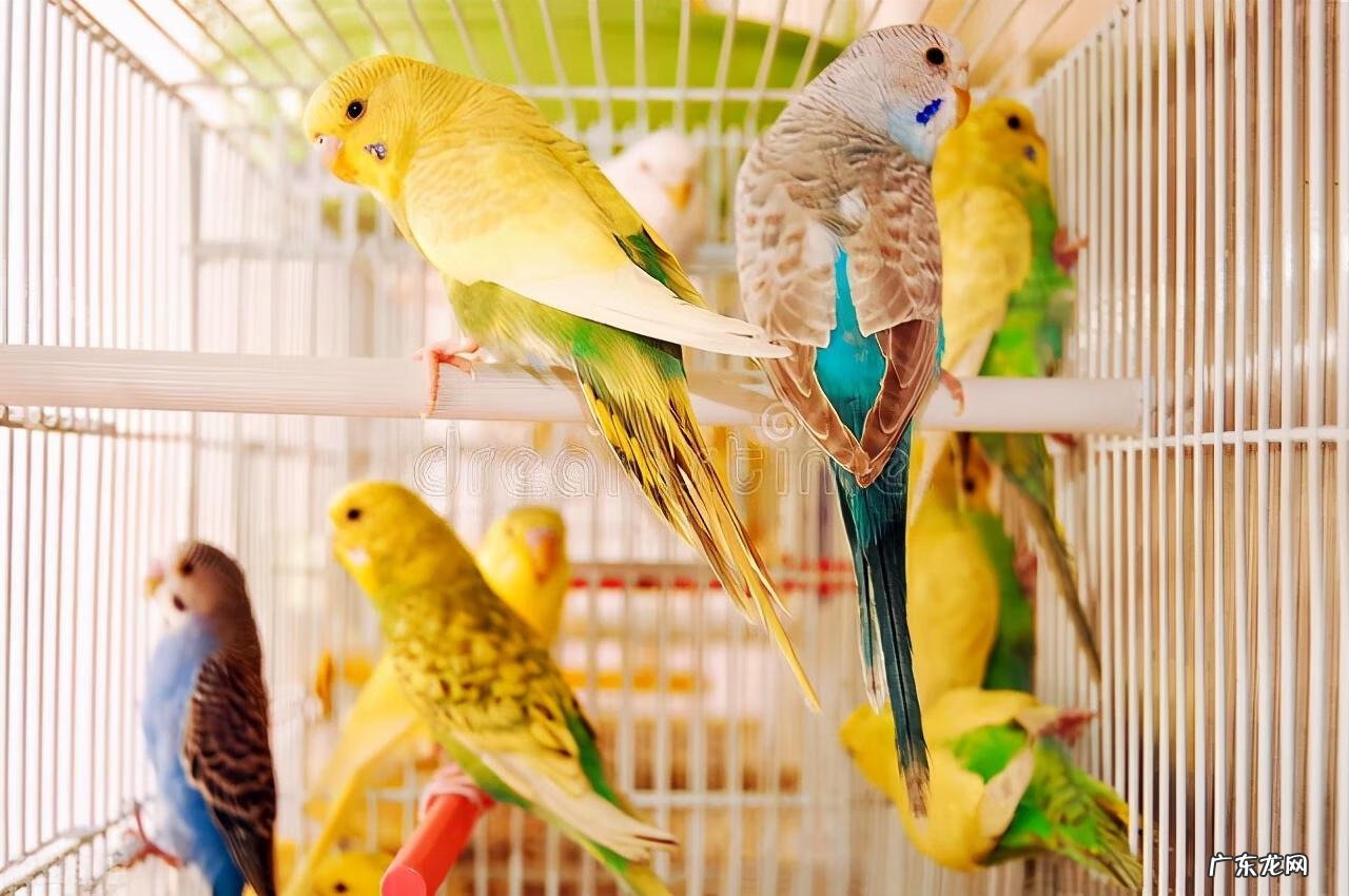 虎皮鹦鹉拉肚子能自愈吗 虎皮鹦鹉拉肚子