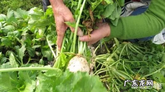 10月24日，就是“霜降”节气了，饮食上吃点啥好？又该如何养生，健康过冬？