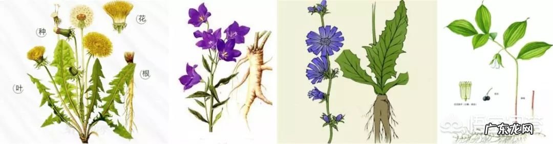 10月24日,就是“霜降”节气了,饮食上吃点啥好?又该如何养生,健康过冬?