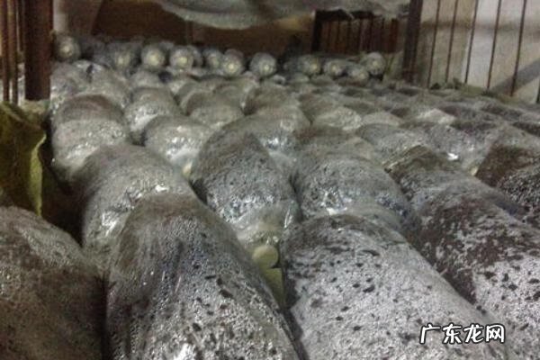 平菇为什么叫daleth 平菇菌种