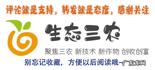 平菇为什么叫daleth 平菇菌种