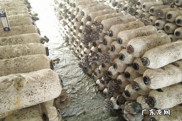 平菇为什么叫daleth 平菇菌种