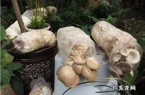 平菇为什么叫daleth 平菇菌种