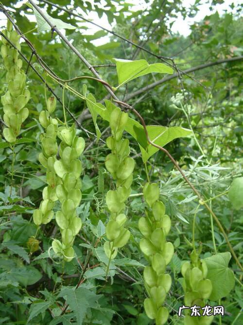 穿山龙的食用方法 穿山龙是什么样子的