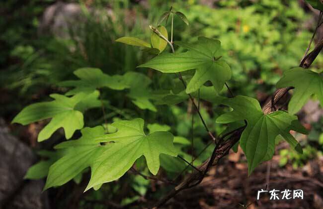 穿山龙的食用方法 穿山龙是什么样子的