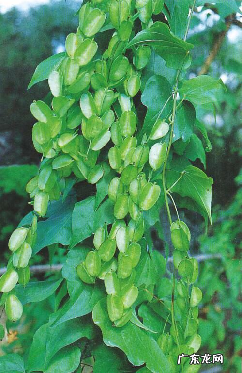 穿山龙的食用方法 穿山龙是什么样子的