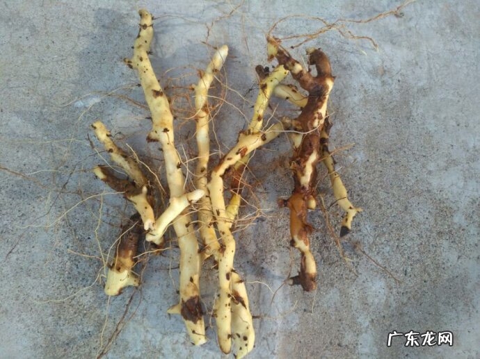 穿山龙的食用方法 穿山龙是什么样子的