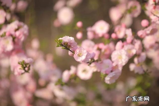 怎么把照片变成油画效果 照片怎么能调成油画的效果