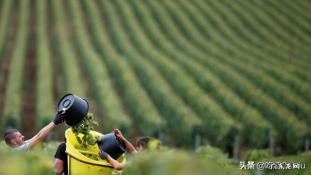 波尔多干红葡萄酒2019 波尔多干红