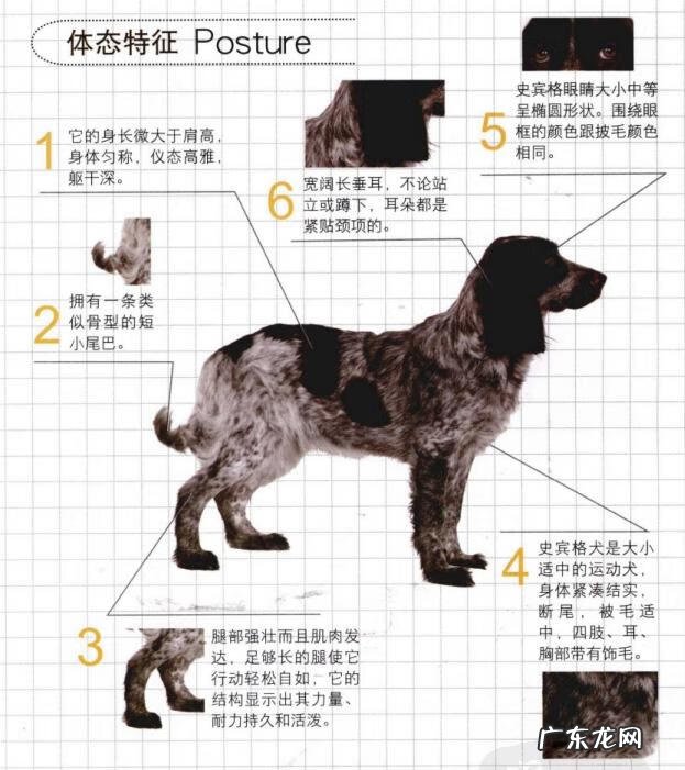 史宾格犬图片