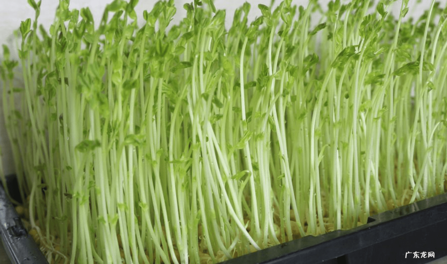 野豌豆苗的做法 豌豆苗的做法大全