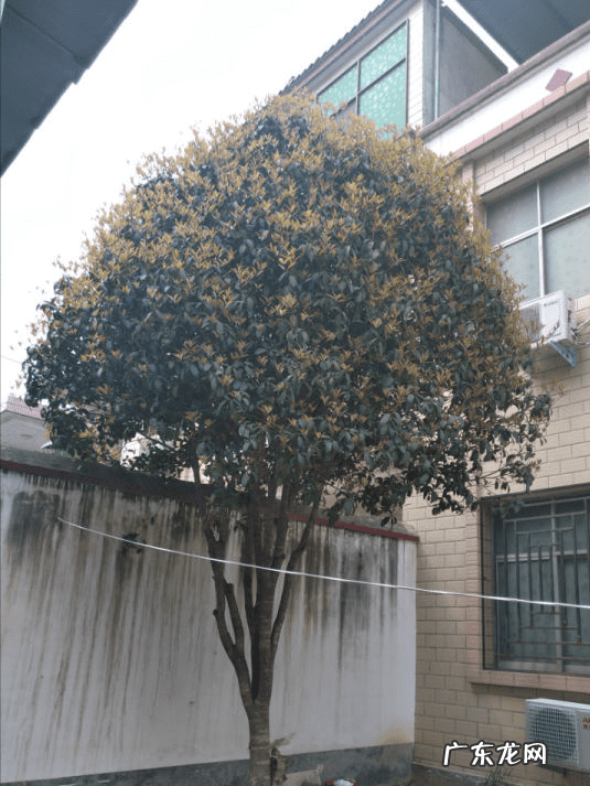 房屋种树风水 种什么树风水