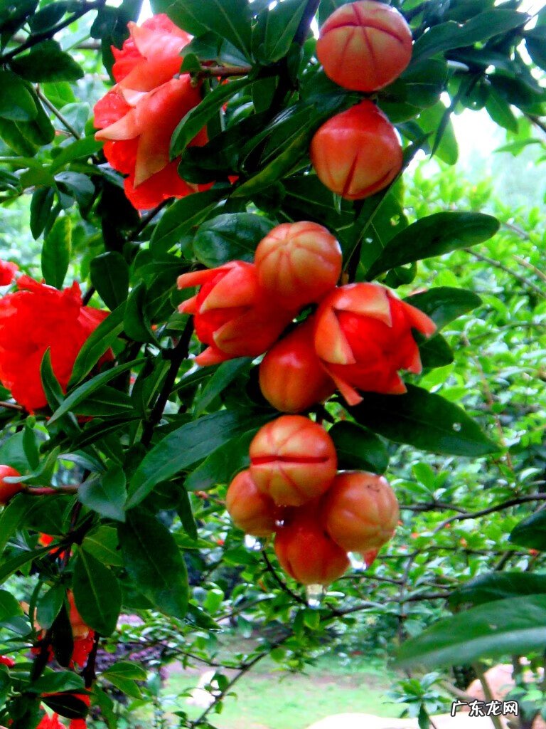房屋种树风水 种什么树风水