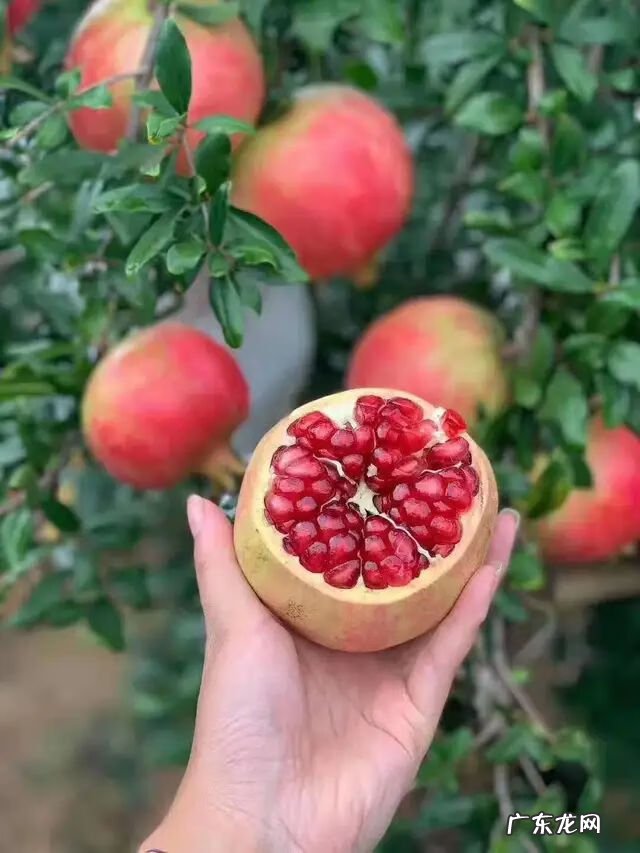 房屋种树风水 种什么树风水