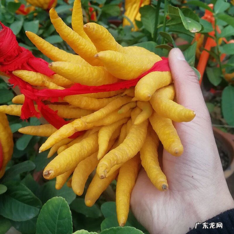 房屋种树风水 种什么树风水