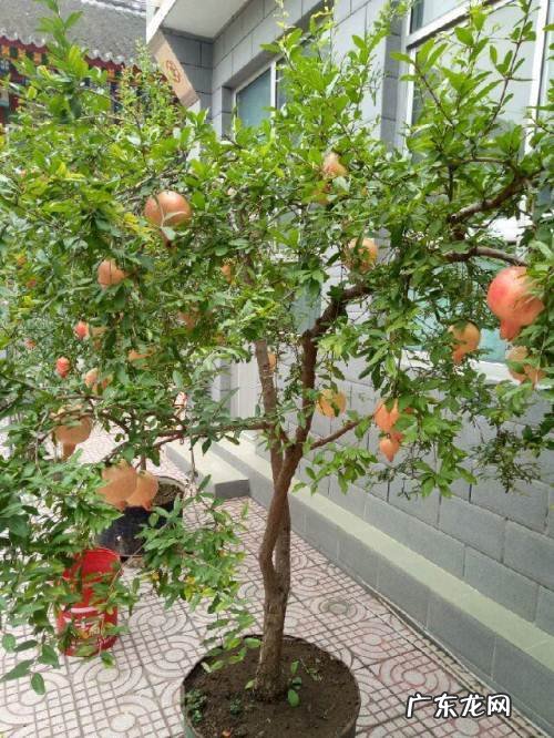 房屋种树风水 种什么树风水