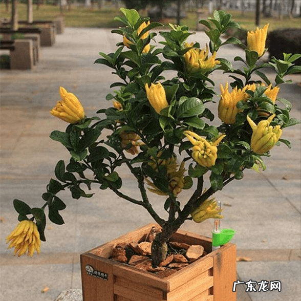 房屋种树风水 种什么树风水