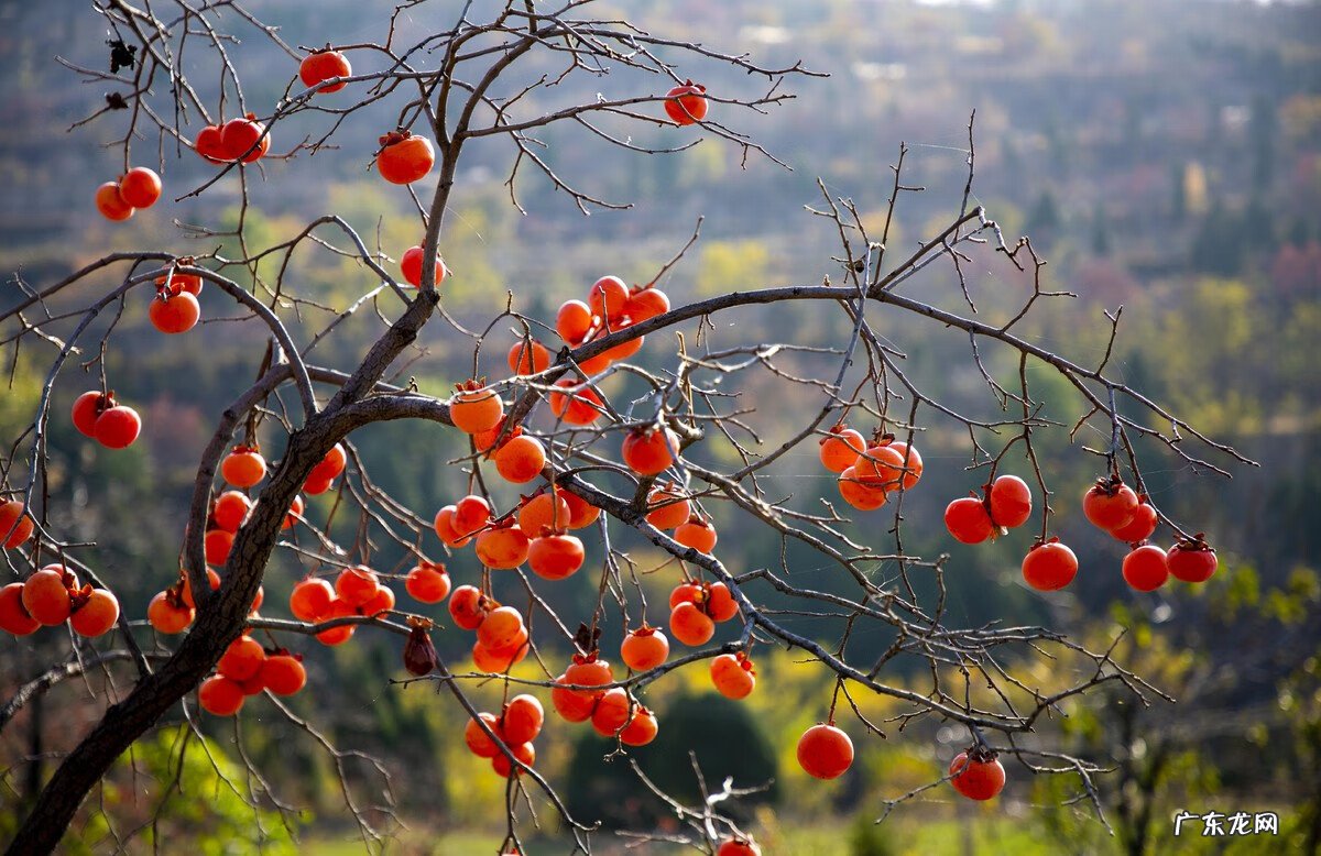 房屋种树风水 种什么树风水