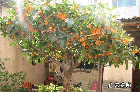 房屋种树风水 种什么树风水