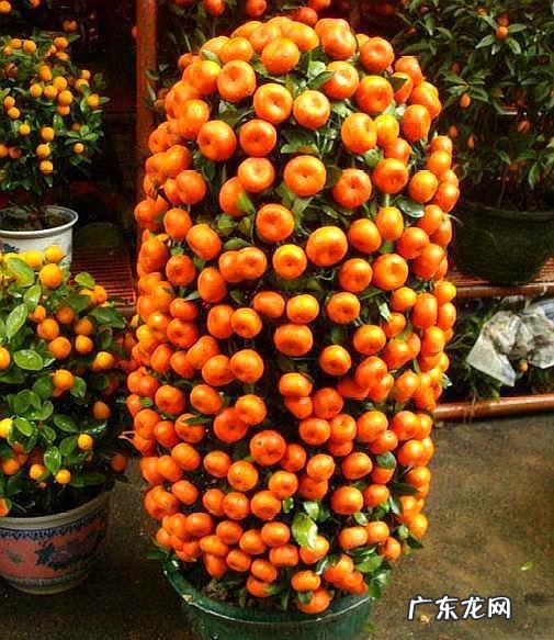 房屋种树风水 种什么树风水