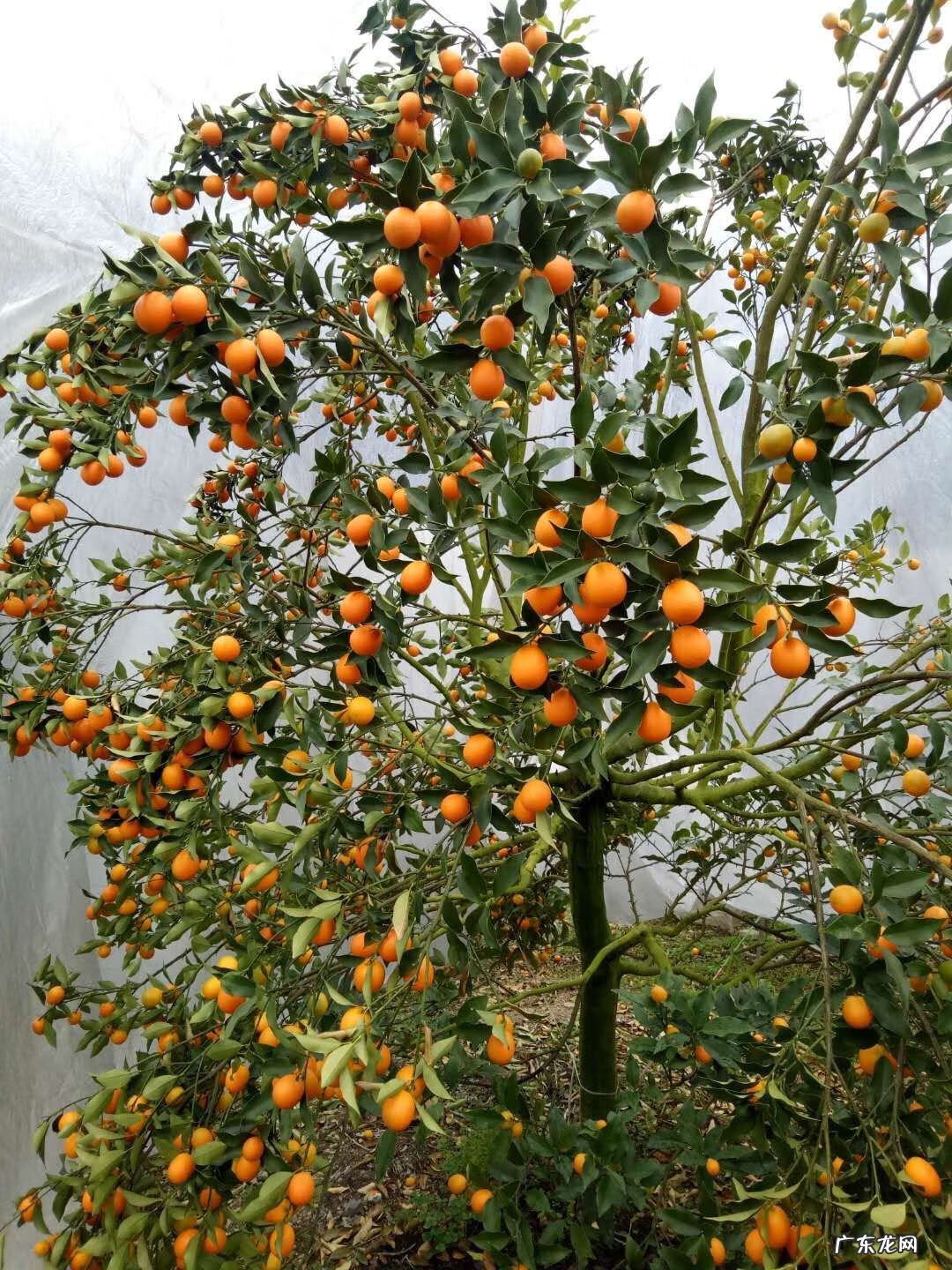 房屋种树风水 种什么树风水