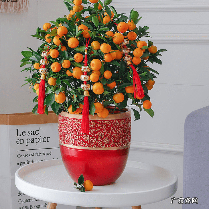 房屋种树风水 种什么树风水