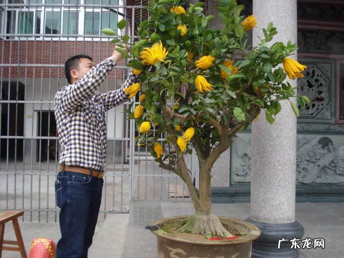 房屋种树风水 种什么树风水