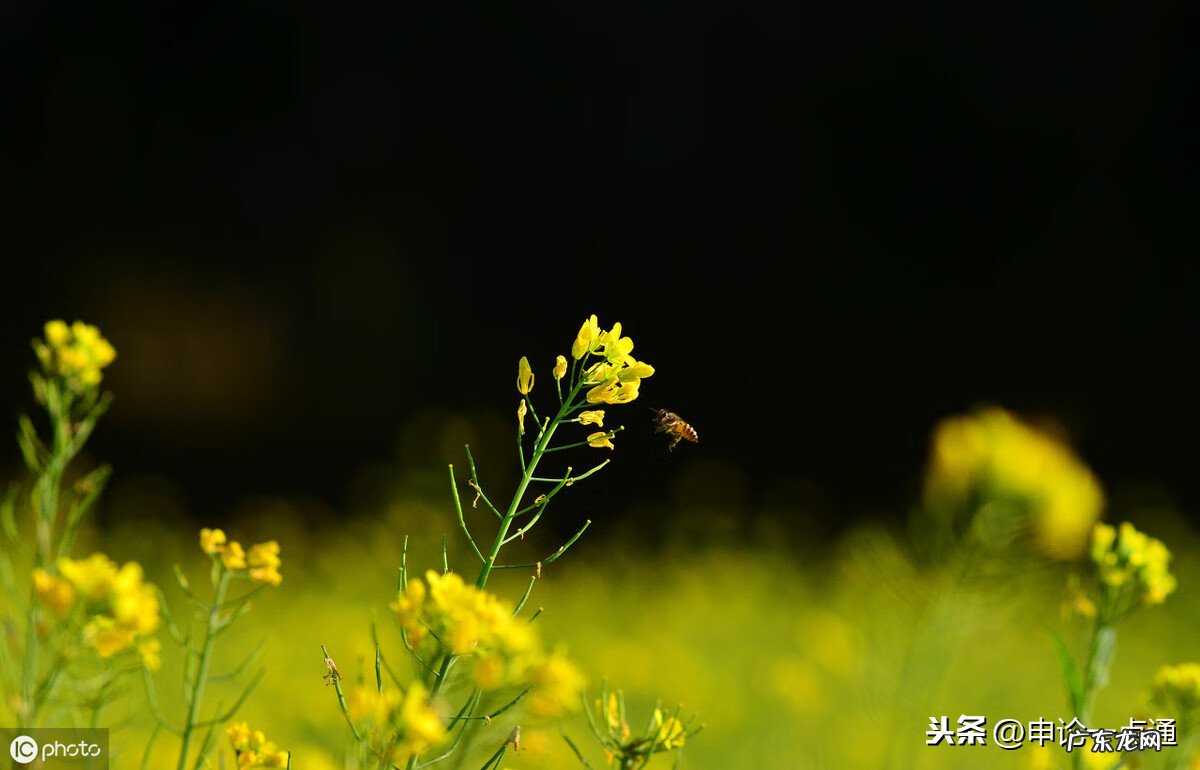 申论查 申论 评析