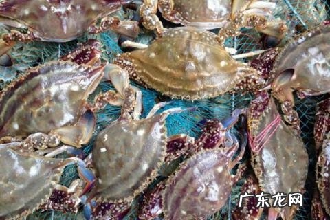 海蟹切好了以后放在冰箱里行吗还能吃吗 煮熟的海螃蟹放冰箱冷冻能放多久