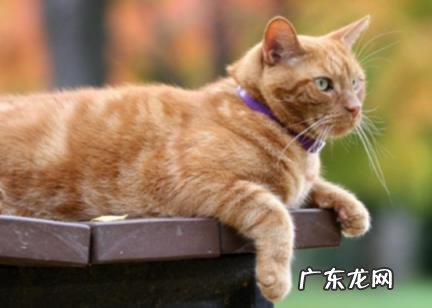 养猫要背负猫的因果 佛说养猫的因果