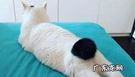 养猫要背负猫的因果 佛说养猫的因果