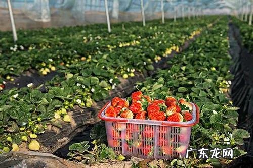 现在在农村干点啥挣钱呢 在农村干啥挣钱