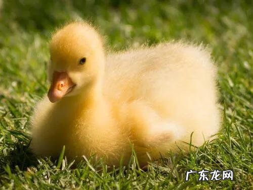 现在在农村干点啥挣钱呢 在农村干啥挣钱