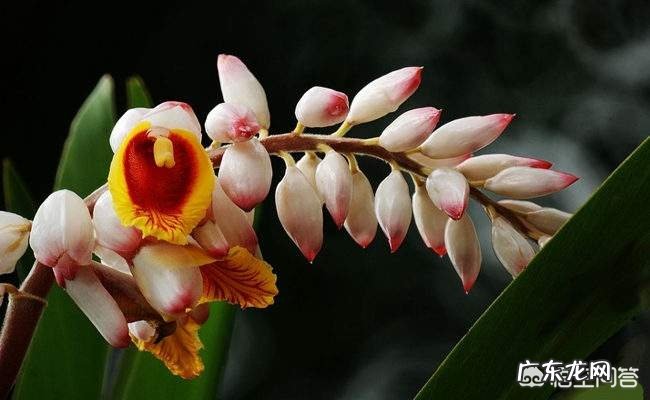 古人为什么要用「豆蔻」形容少女?