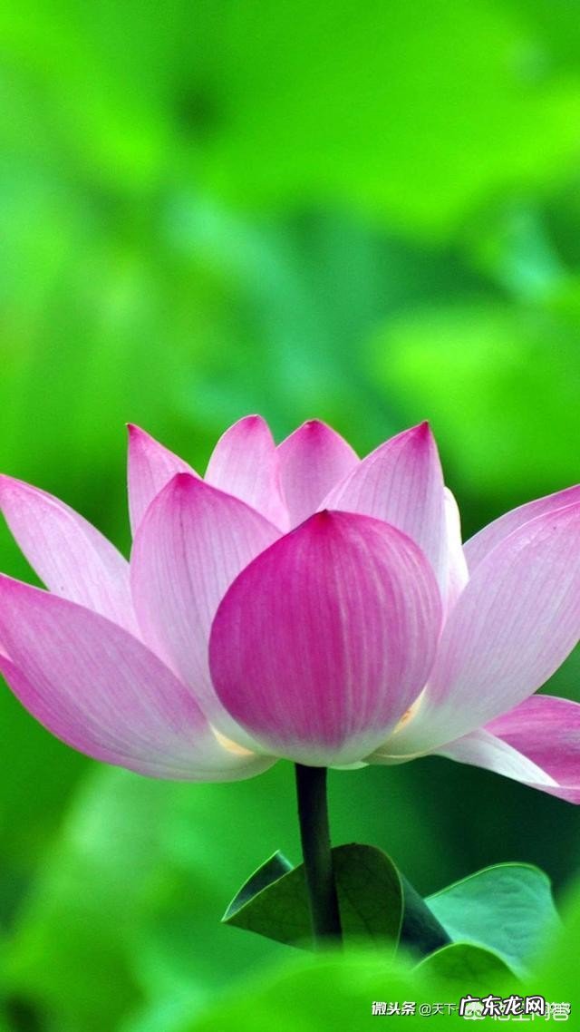 古人为什么要用「豆蔻」形容少女?