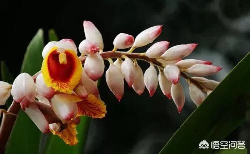 古人为什么要用「豆蔻」形容少女?