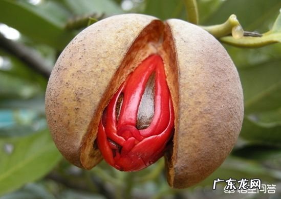 古人为什么要用「豆蔻」形容少女?