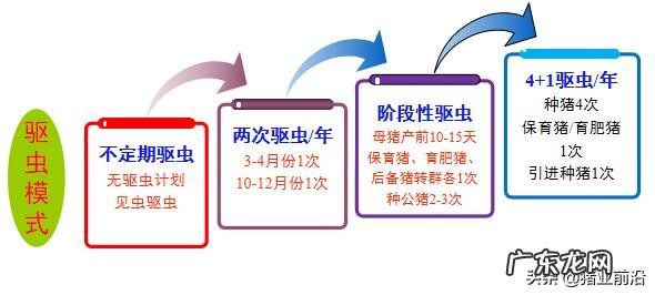 养猪怎么驱虫？