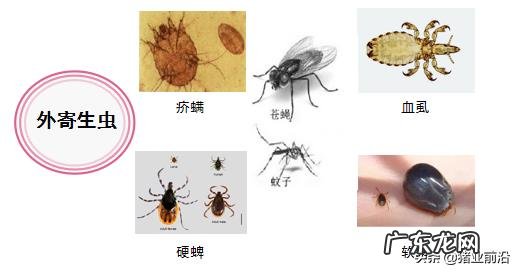 养猪怎么驱虫？