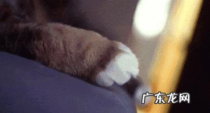 你见过哪些让人爆笑的段子？