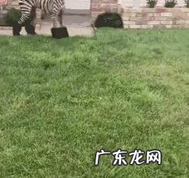 你见过哪些让人爆笑的段子？