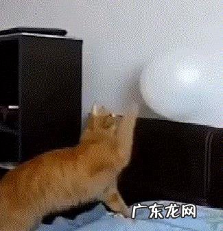 你见过哪些让人爆笑的段子?