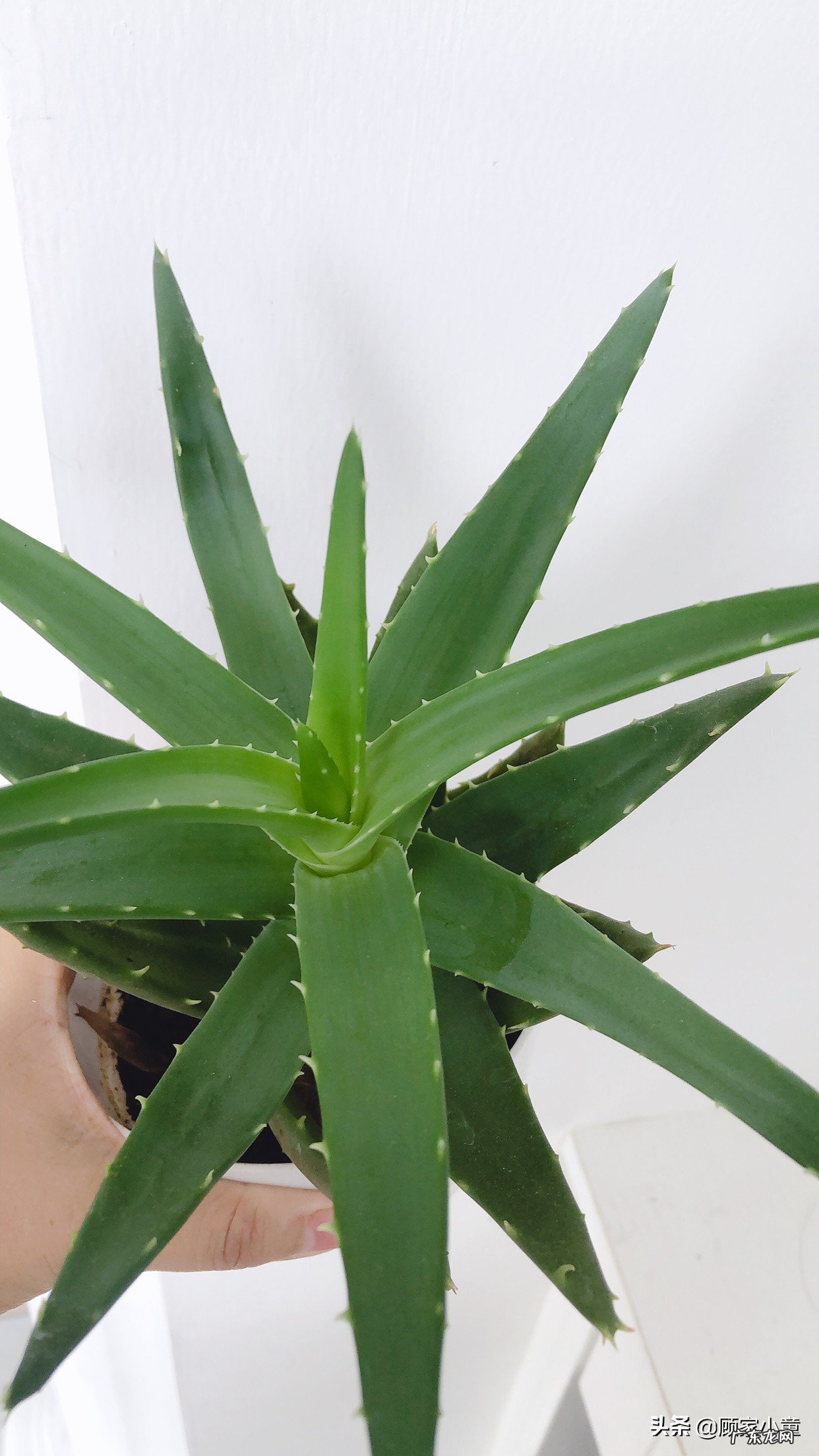 十月怀胎,一朝分娩!面对随时有可能到来的分娩过程,你会感到不知所措吗?