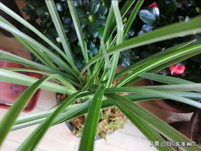 大家帮我看看这是棵什么品种的兰花?