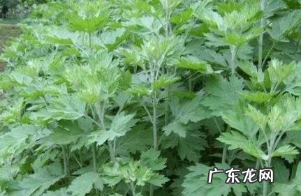 艾叶泡脚哪8种人不能用 艾叶泡脚哪8种人不能用血管渚